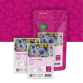 Kugeldistel – Echinops