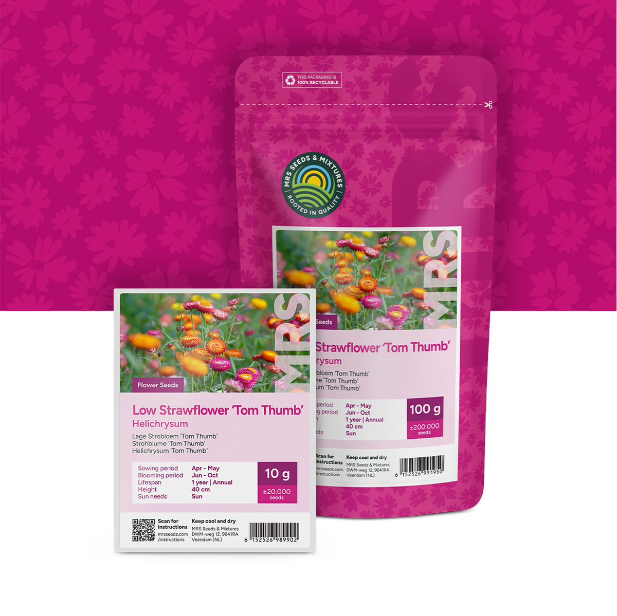 Strohblume 'Tom Thumb' – Helichrysum
