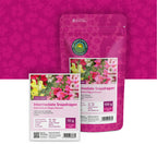 Großes Löwenmaul – Antirrhinum majus nanum