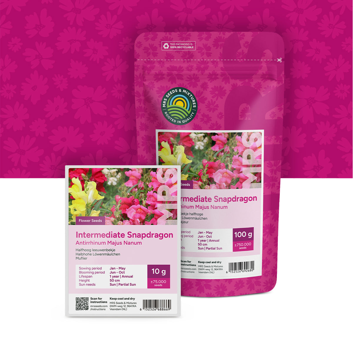 Großes Löwenmaul – Antirrhinum majus nanum