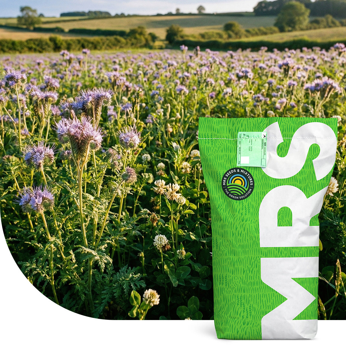 Phacelia Bienenmischung