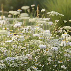 Wildblumenmischung Weiß – 14 Sorten