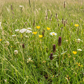 M1 – Blumenwiesemischung – mehrjährig
