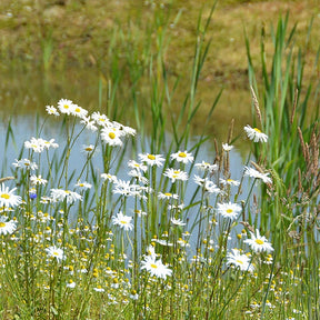 Teichuferblumenmischung – Einheimisch