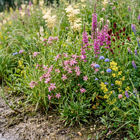 Wadi Blumenmischung – Mehrjährig