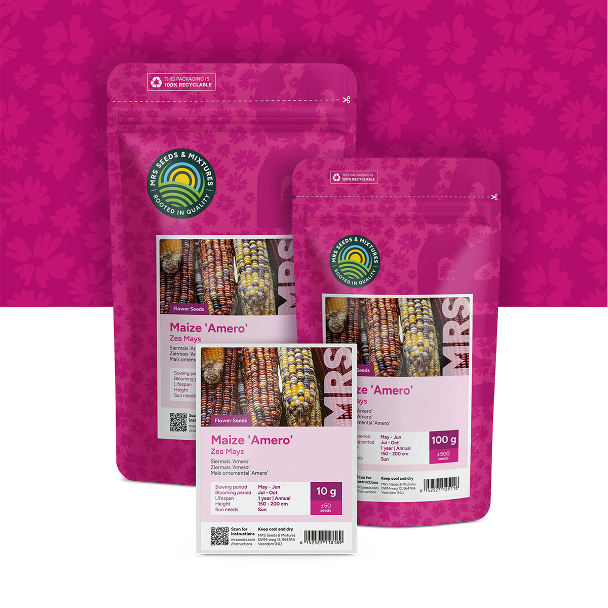 Ziermais 'Amero' – Zea mays