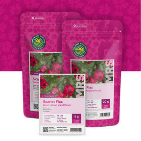 Roter Flachs – Linum Rubrum Grandiflorum