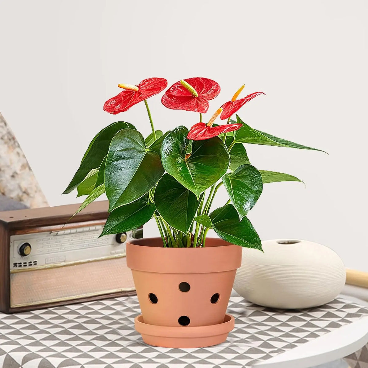 Terracotta Orchid Pots Set of 6, 10cm, with Drainage Holes, Saucers, Clay Growing Pots, Indoor Flower Pots | Sansoti