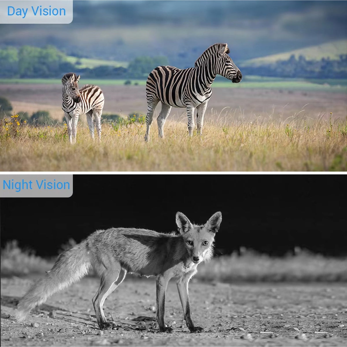 Caméra de chasse avec diffusion en direct WiFi, 20MP, vision nocturne HD, résistante aux intempéries IP65, détection de mouvement, observation de la nature | Sansoti