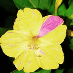 MRS Seeds & Mixtures Wunderblume - Mirabilis jalapa [de]