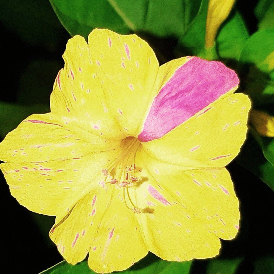 MRS Seeds & Mixtures Wunderblume - Mirabilis jalapa [de]