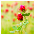 MRS Seeds & Mixtures Inkarnatklee - Trifolium incarnatum [de]