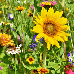 MRS Seeds & Mixtures Pferdeweide Blumenmischung [de]