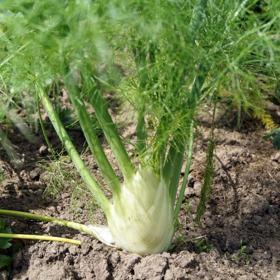 MRS Seeds & Mixtures Fenchelknollen 'Fino' - Foeniculum vulgare [de]