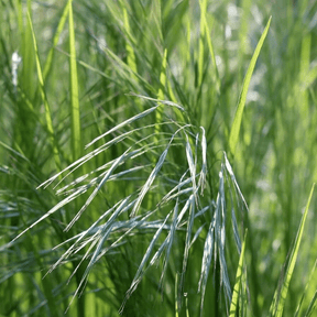 MRS Seeds & Mixtures Typ NGW2 - Mittelmagere Grasmischung [de]