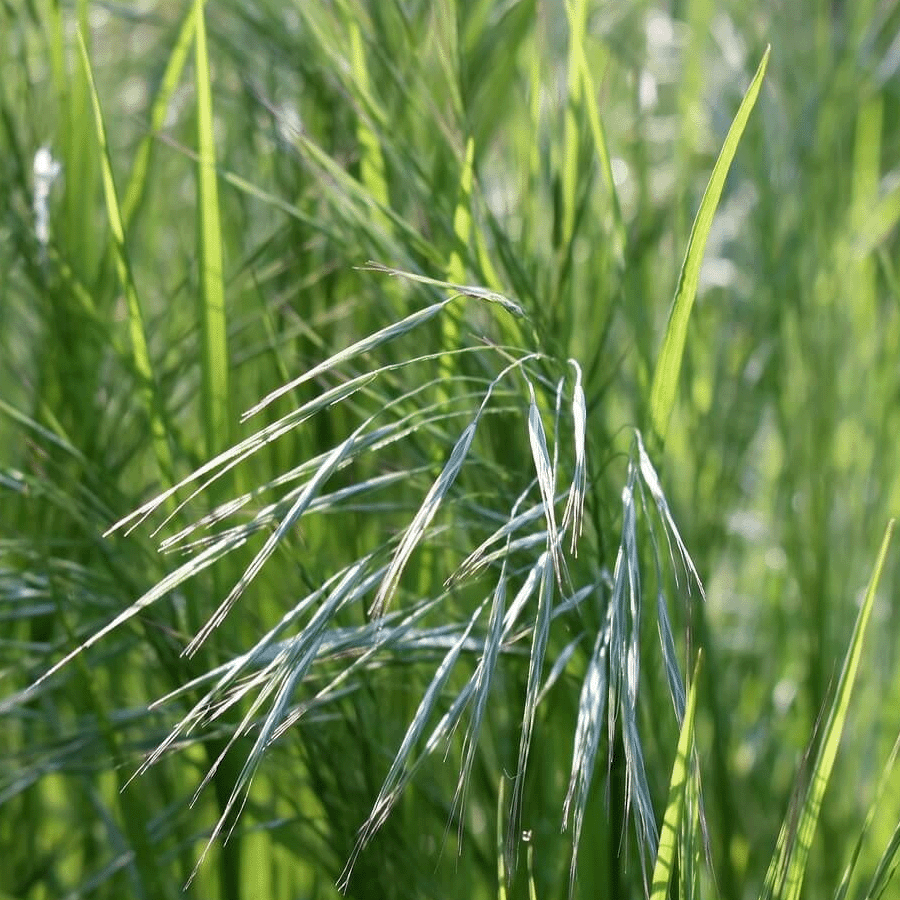 MRS Seeds & Mixtures Typ NGW2 - Mittelmagere Grasmischung [de]