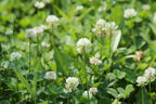 MRS Seeds & Mixtures Alexandrinerklee - Trifolium alexandrinum [de]
