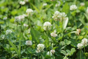 MRS Seeds & Mixtures Alexandrinerklee - Trifolium alexandrinum [de]