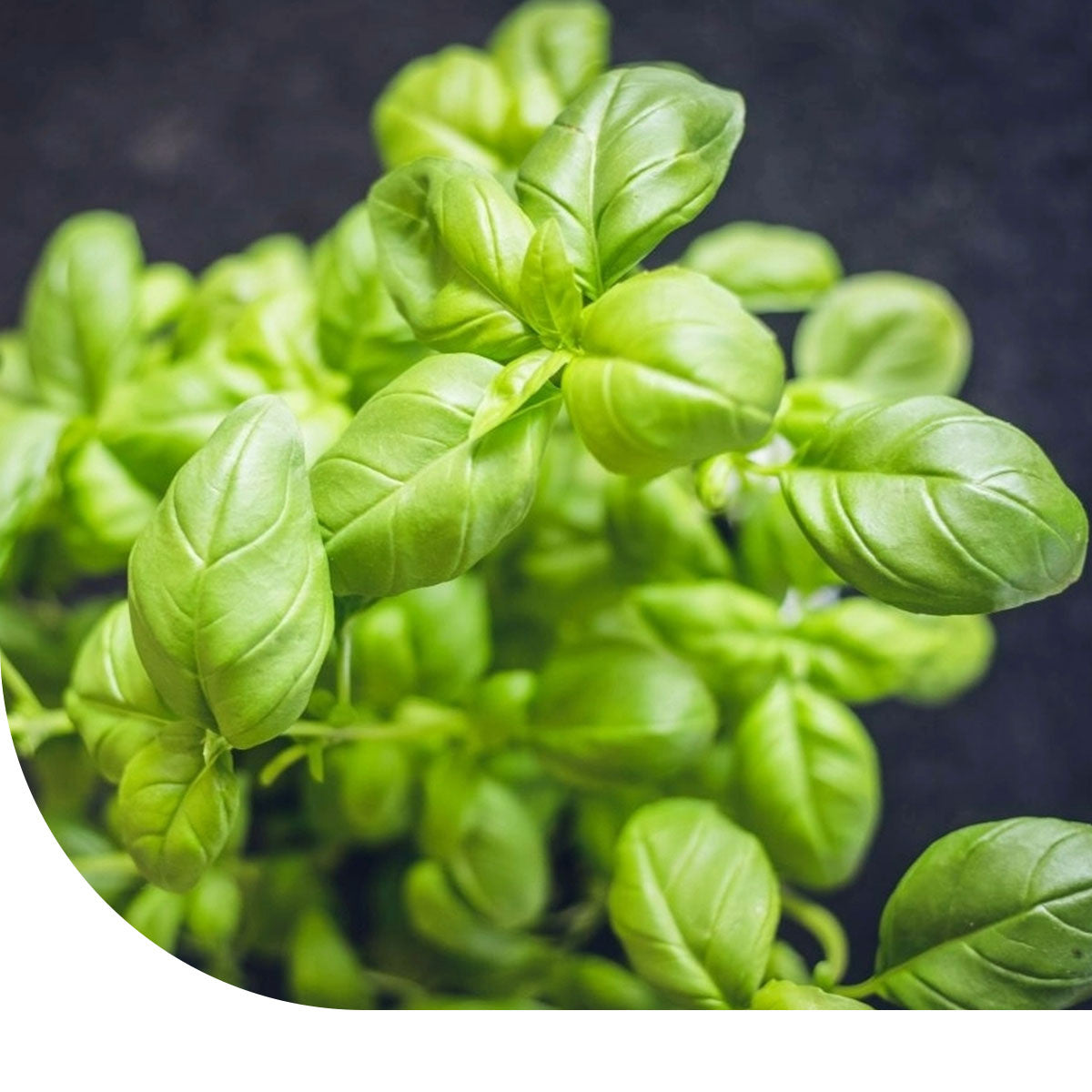 MRS Seeds & Mixtures Basilicum zaden - Fijnbladig
