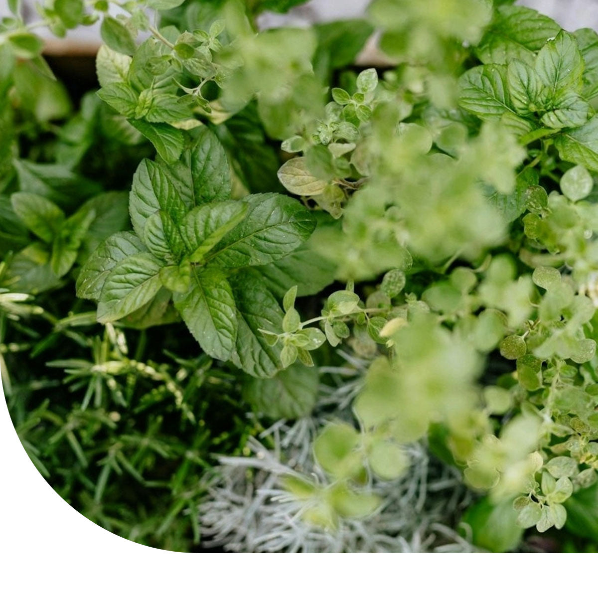 MRS Seeds & Mixtures Basilicum zaden - Gemengd