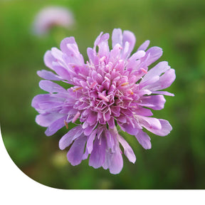 MRS Seeds & Mixtures Beemdkroon – Knautia arvensis