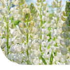 MRS Seeds & Mixtures Blauwe Zoete Lupine - Lupinus angustifolius