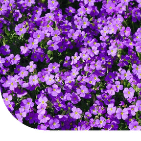 MRS Seeds & Mixtures Blauwkussen - Aubrieta hybridia mix