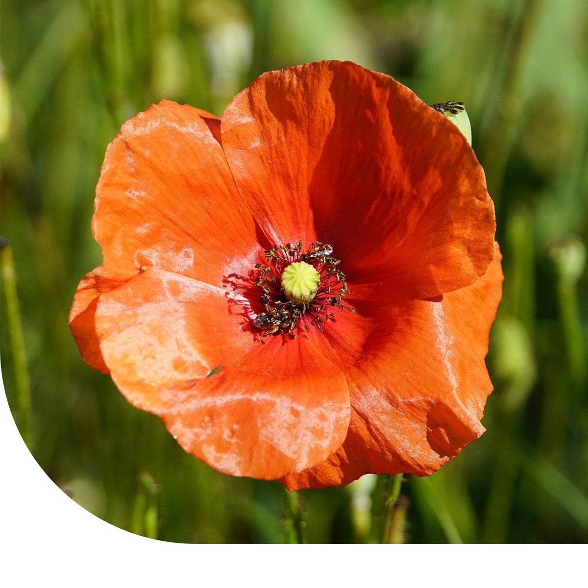MRS Seeds & Mixtures Bleke klaproos - Papaver dubium