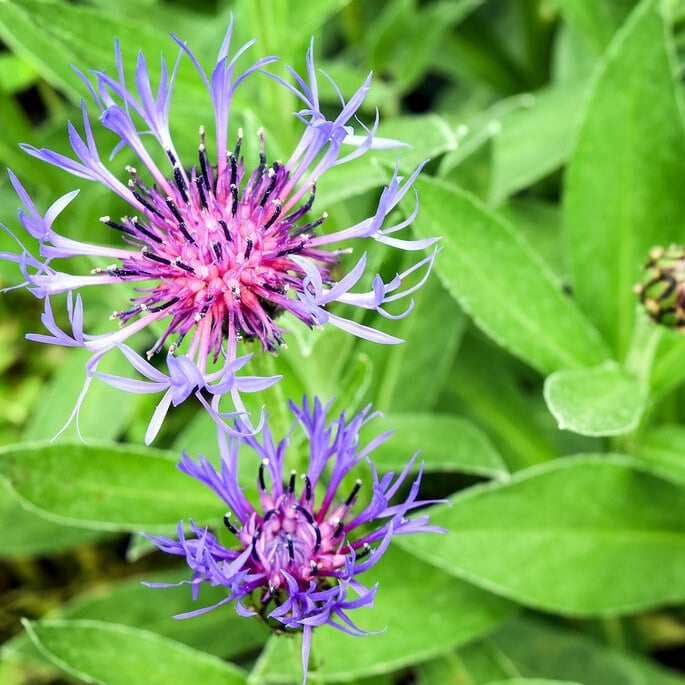MRS Seeds & Mixtures Bleuet des montagnes - Centaurea montana