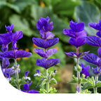 MRS Seeds & Mixtures Bonte Salie - Salvia horminum