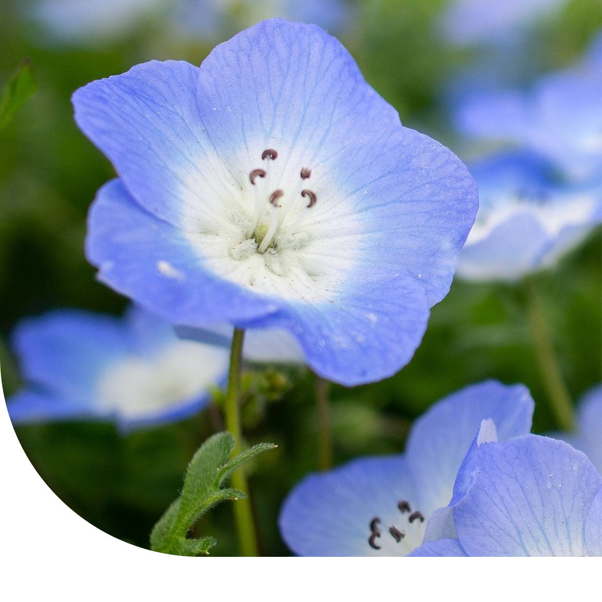 MRS Seeds & Mixtures Bosliefje - Nemophila insignis