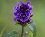 Mehrjährige Blumen