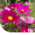 MRS Seeds & Mixtures Cosmea 'Dwarf Sensation' gemengd