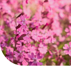 MRS Seeds & Mixtures Dagkoekoeksbloem – Silene dioica