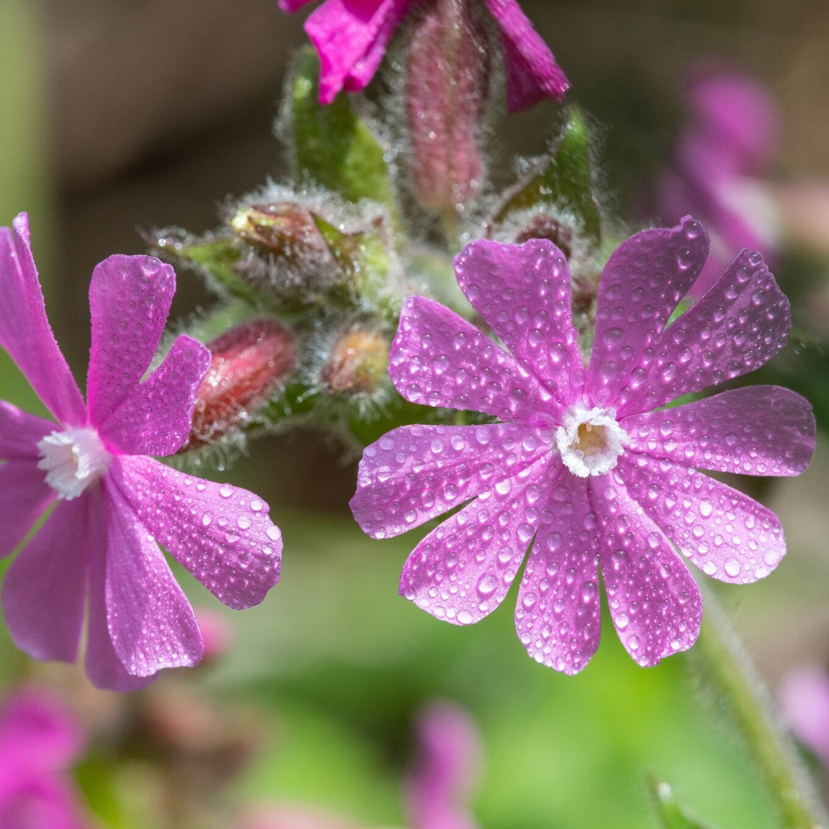 MRS Seeds & Mixtures Dagkoekoeksbloem – Silene dioica