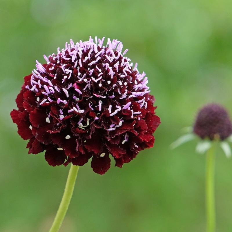 MRS Seeds & Mixtures Duifkruid gemengd - Scabiosa atropurpurea