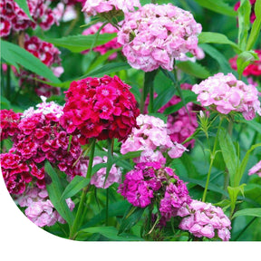 MRS Seeds & Mixtures Duizendschoon - gemengd