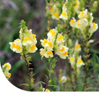 MRS Seeds & Mixtures Echtes Leinkraut - Linaria vulgaris [de]