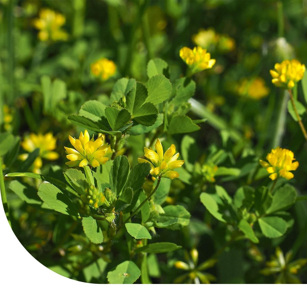 MRS Seeds & Mixtures Faden-Klee - Trifolium dubium [de]