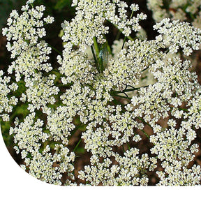 MRS Seeds & Mixtures Fijn akkerscherm 'The Giant' - Ammi visnaga