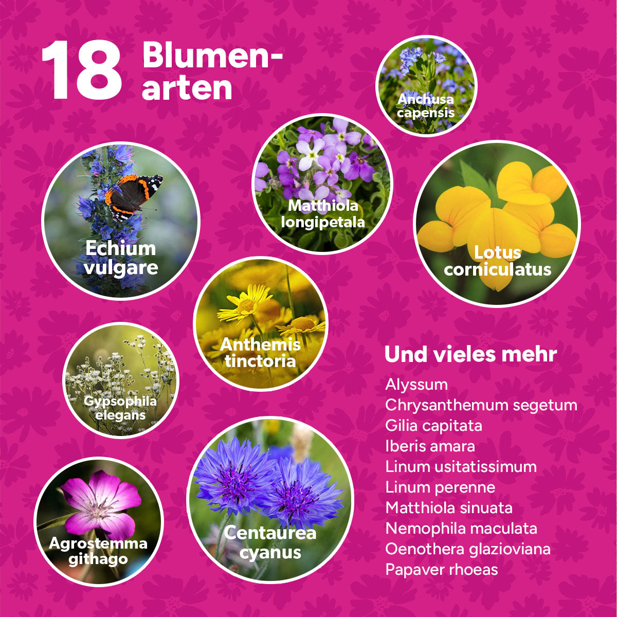 MRS Seeds & Mixtures Flower Bombs - Samenbomben mix - Frohe Feiertage! [de]