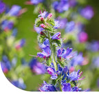 MRS Seeds & Mixtures Gewöhnliche Natternkopf - Echium vulgare [de]