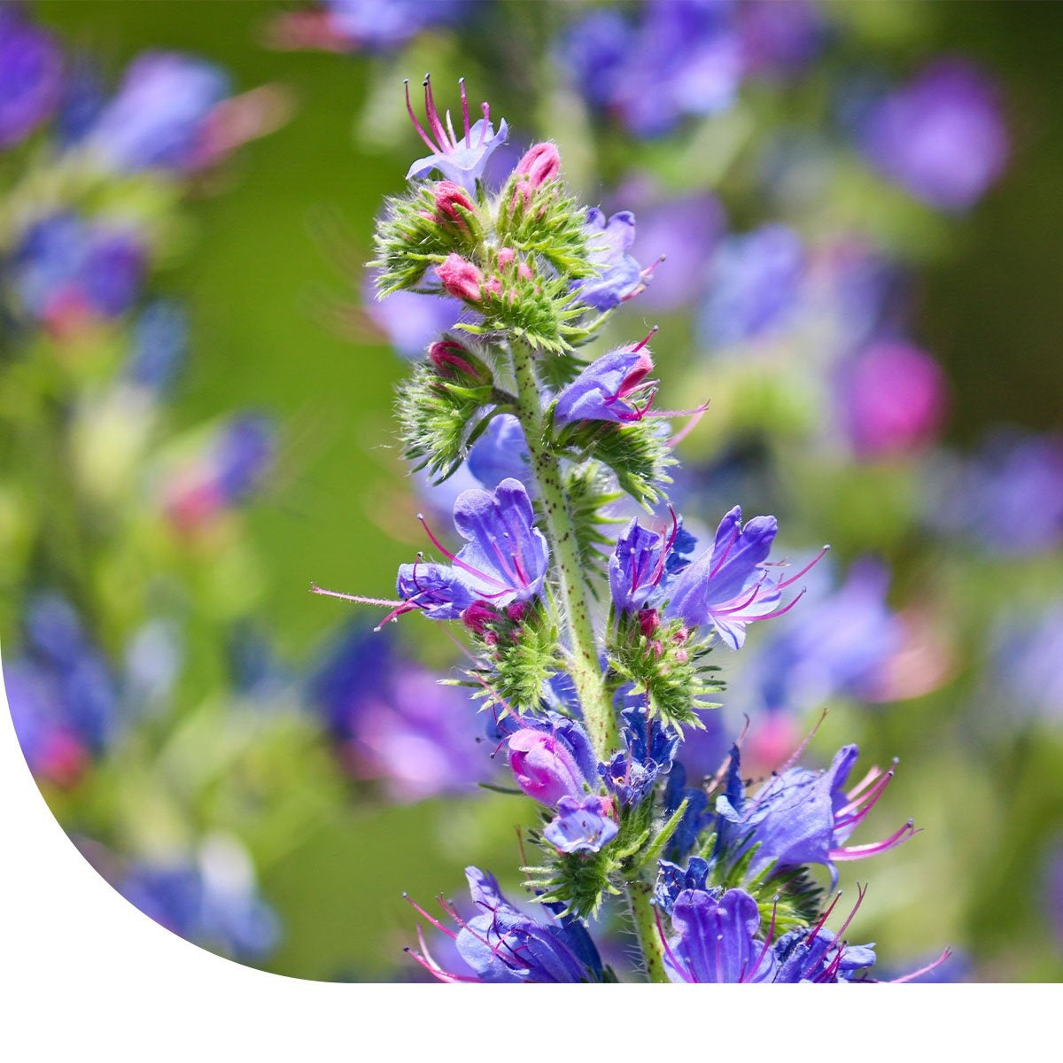 MRS Seeds & Mixtures Gewöhnliche Natternkopf - Echium vulgare [de]