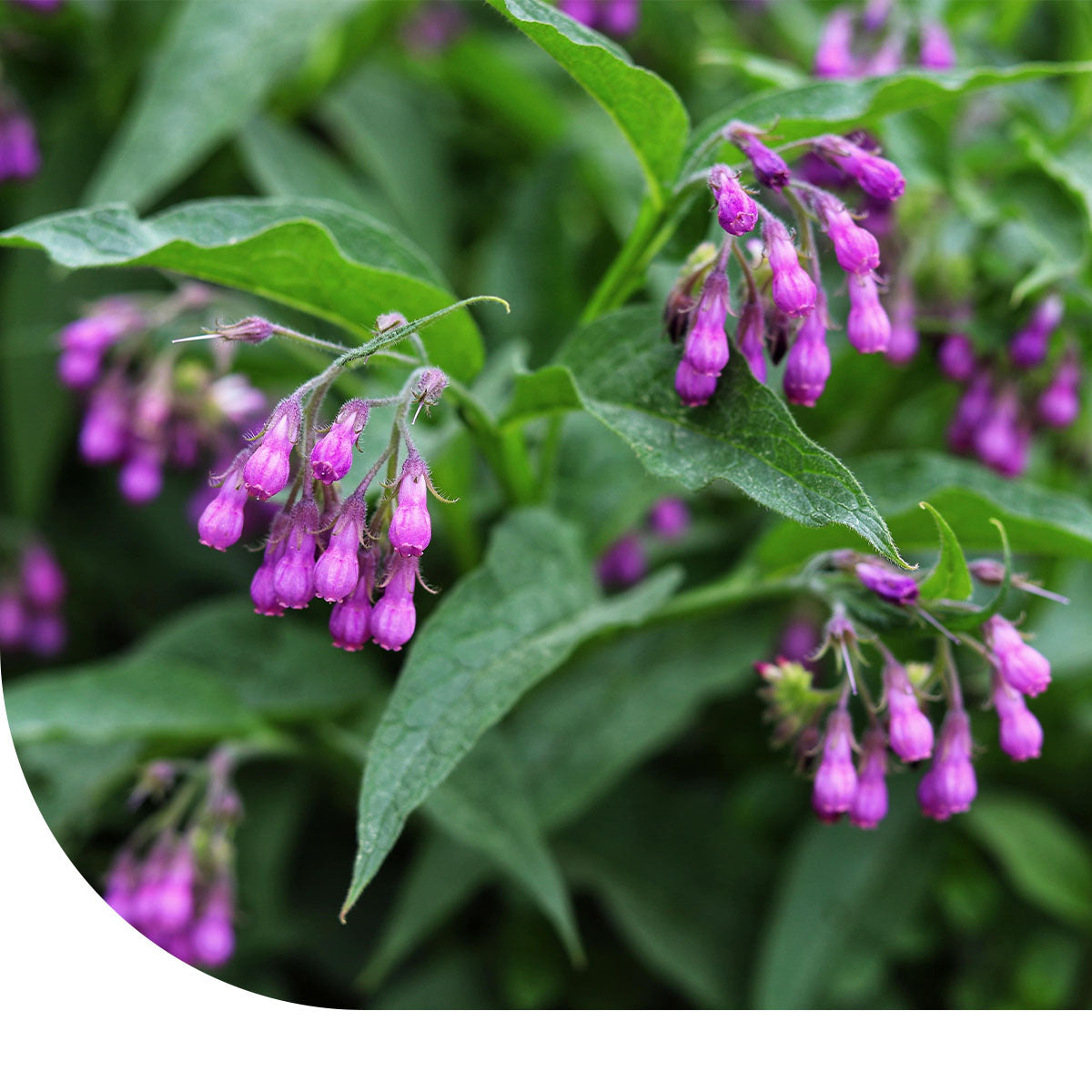 MRS Seeds & Mixtures Gewone smeerwortel - Symphytum officinale [nl]