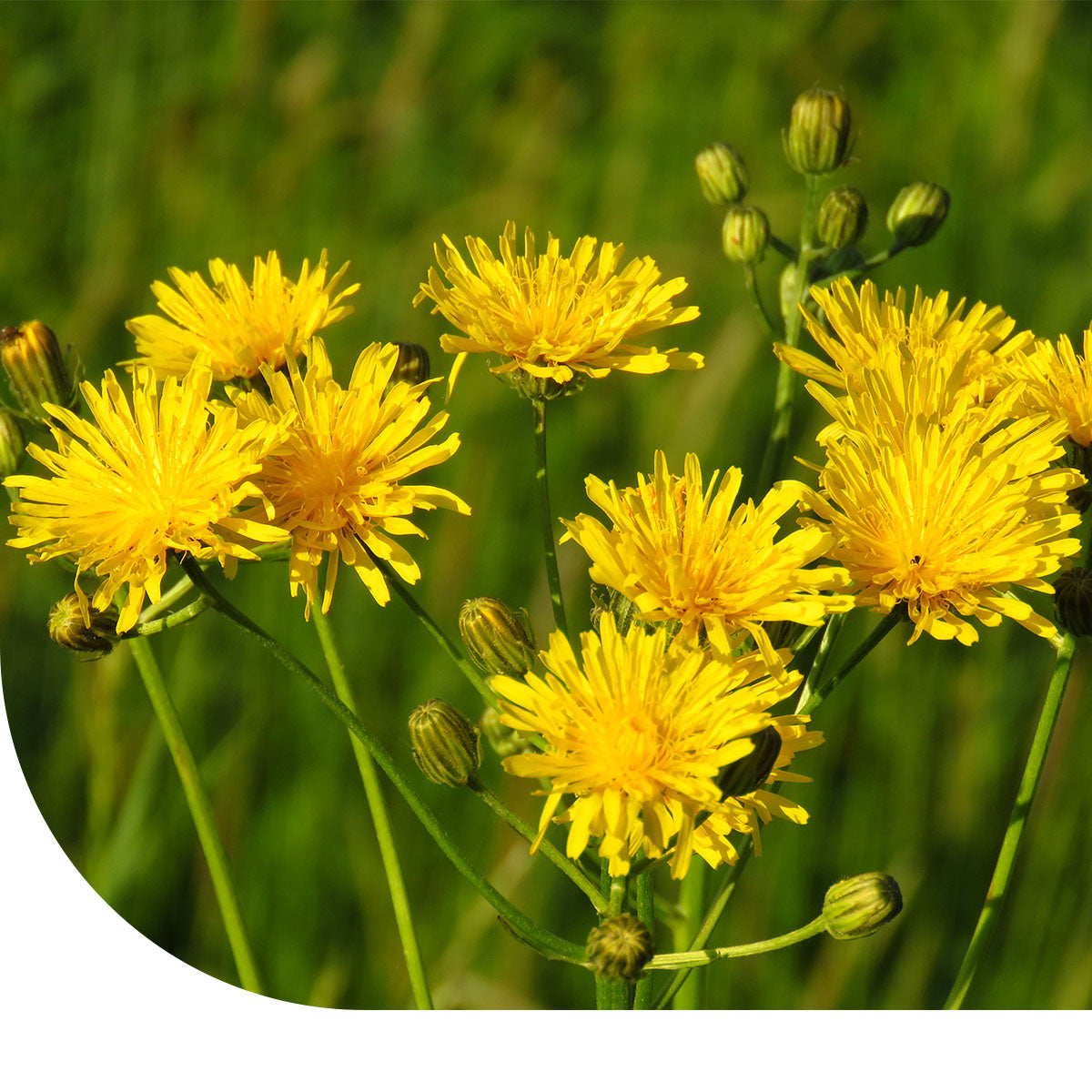 MRS Seeds & Mixtures Gewoon biggenkruid - Hypochaeris radicata [nl]