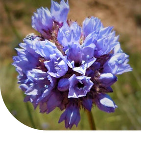 MRS Seeds & Mixtures Gilia - Gilia capitata