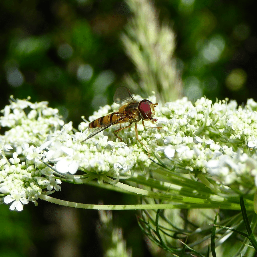 MRS Seeds & Mixtures Groot akkerscherm - Ammi majus
