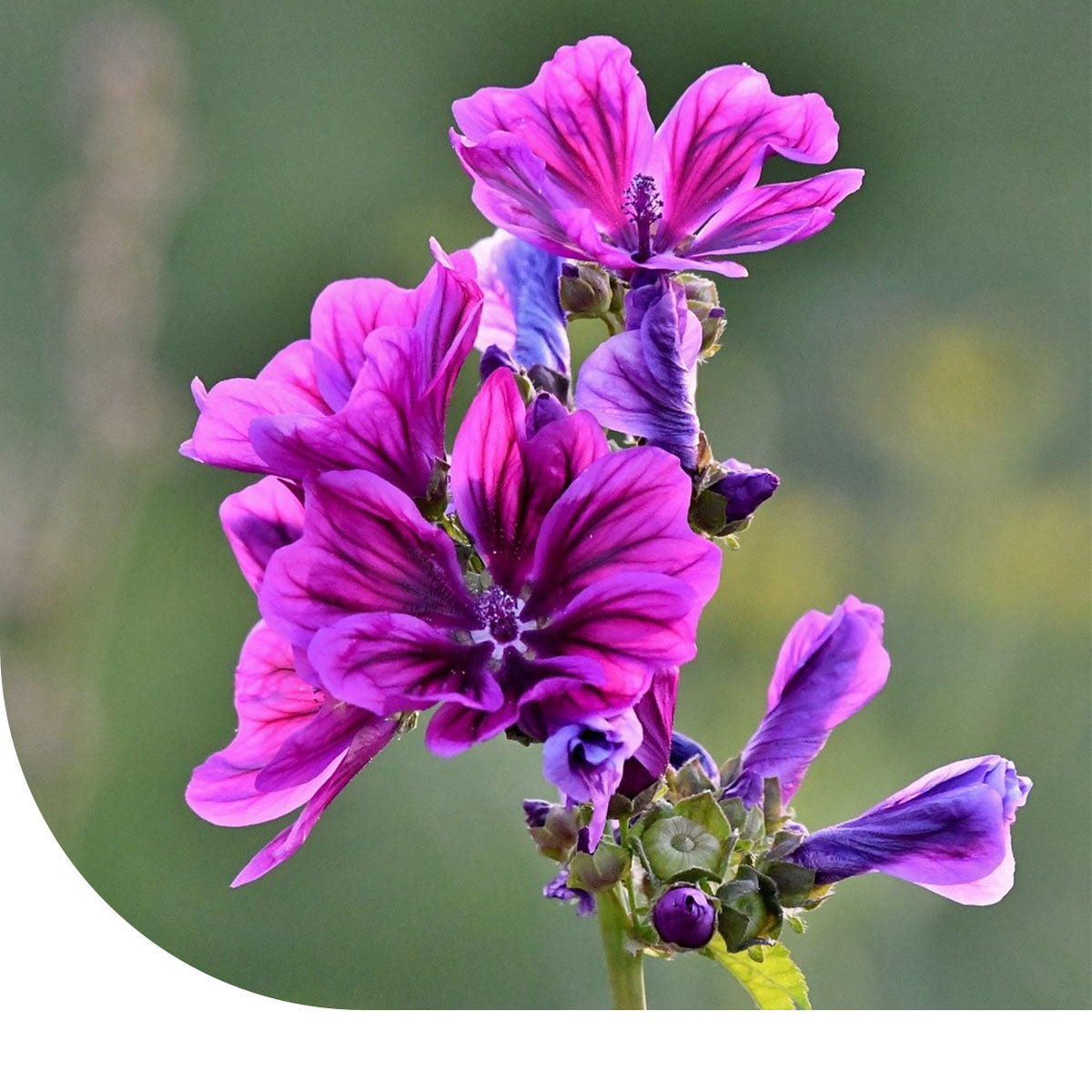 MRS Seeds & Mixtures Groot Kaasjeskruid - Malva sylvestris