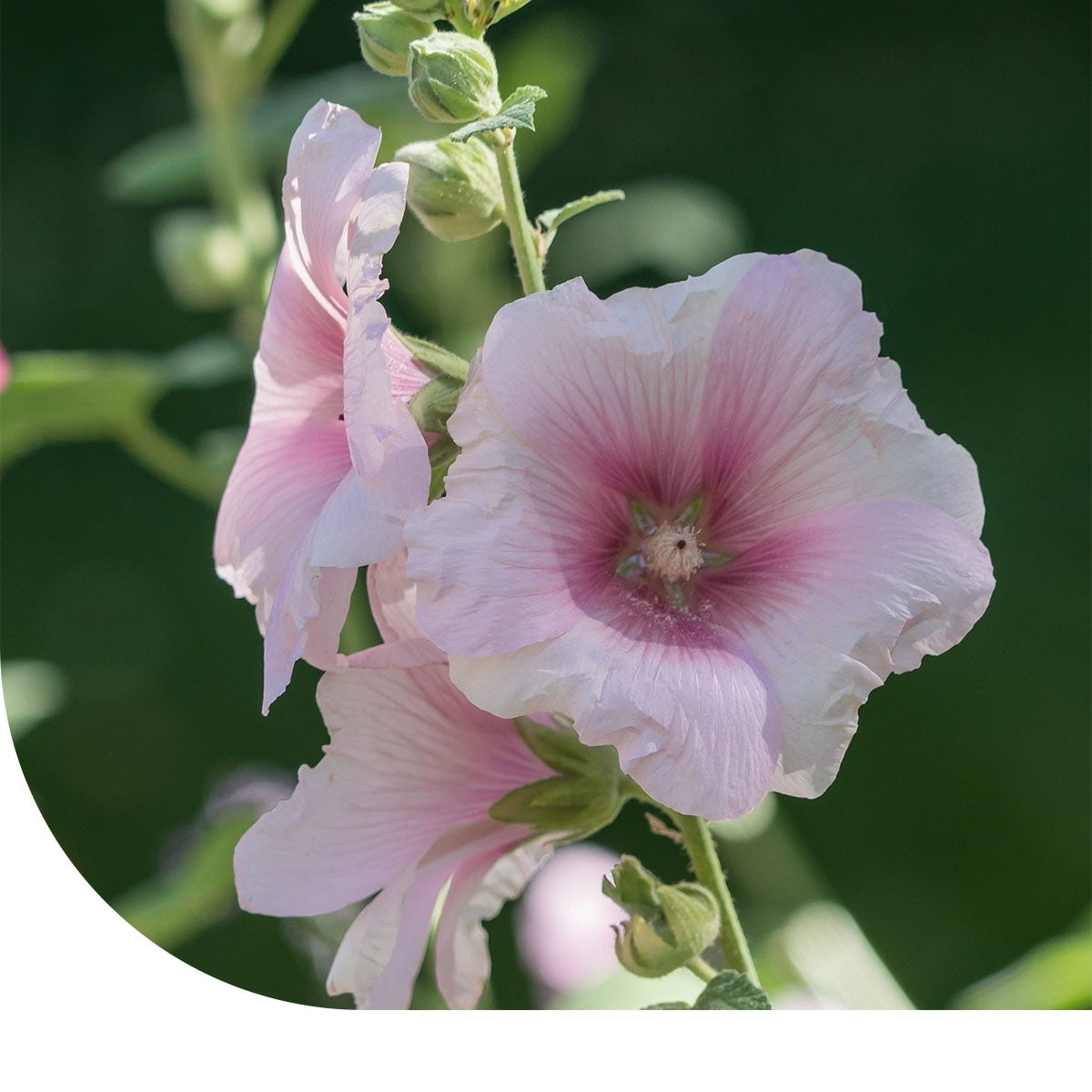 MRS Seeds & Mixtures Grootbloemige Lavatera -  Lavatera trimestris