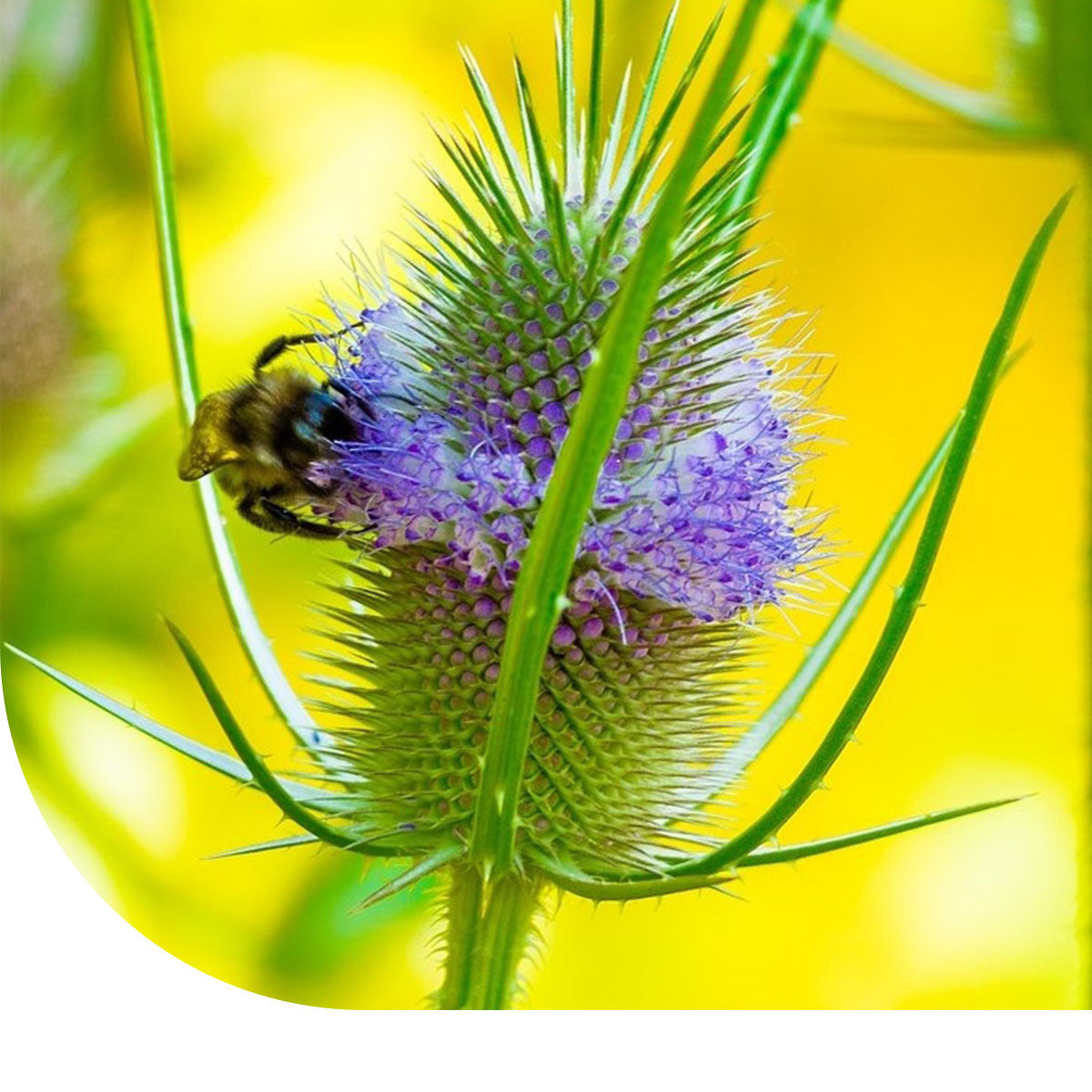 MRS Seeds & Mixtures Grote kaardenbol - Dipsacus fullonum